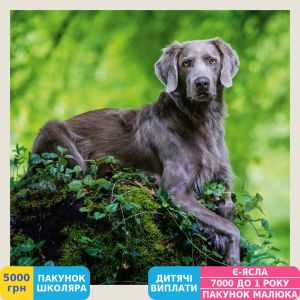 Фото №15 - Календарь настенный Helma 2027 Dogs, 30x30 см (LP02-27)