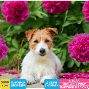 Фото №11 - Календарь настенный Helma 2025 Dogs, 30x30 см (LP02-25)
